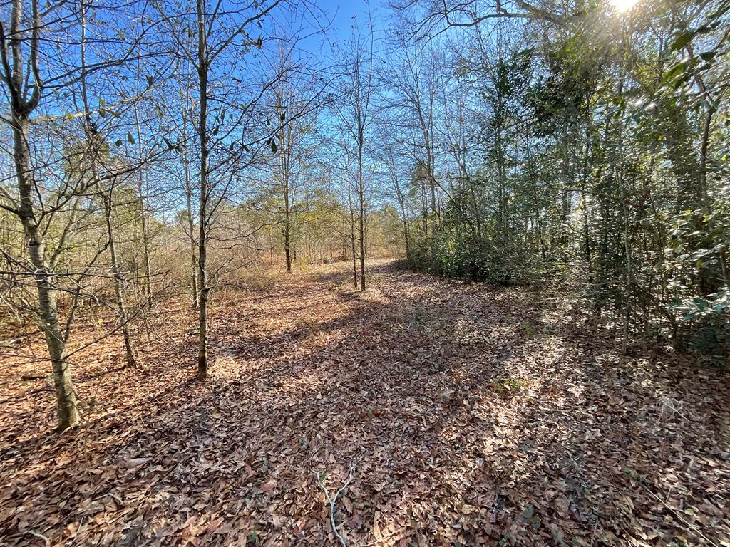 Vacant Kelly-Collins Road Climax, GA 39834 - Photo 21 of 65 Gallery Image 21