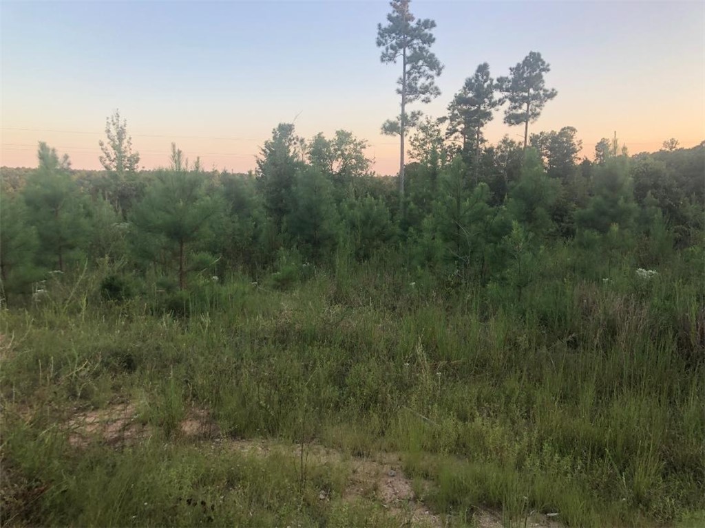 56.57-acres Lake Secession Road Abbeville, SC 29620 - Photo 7 of 11