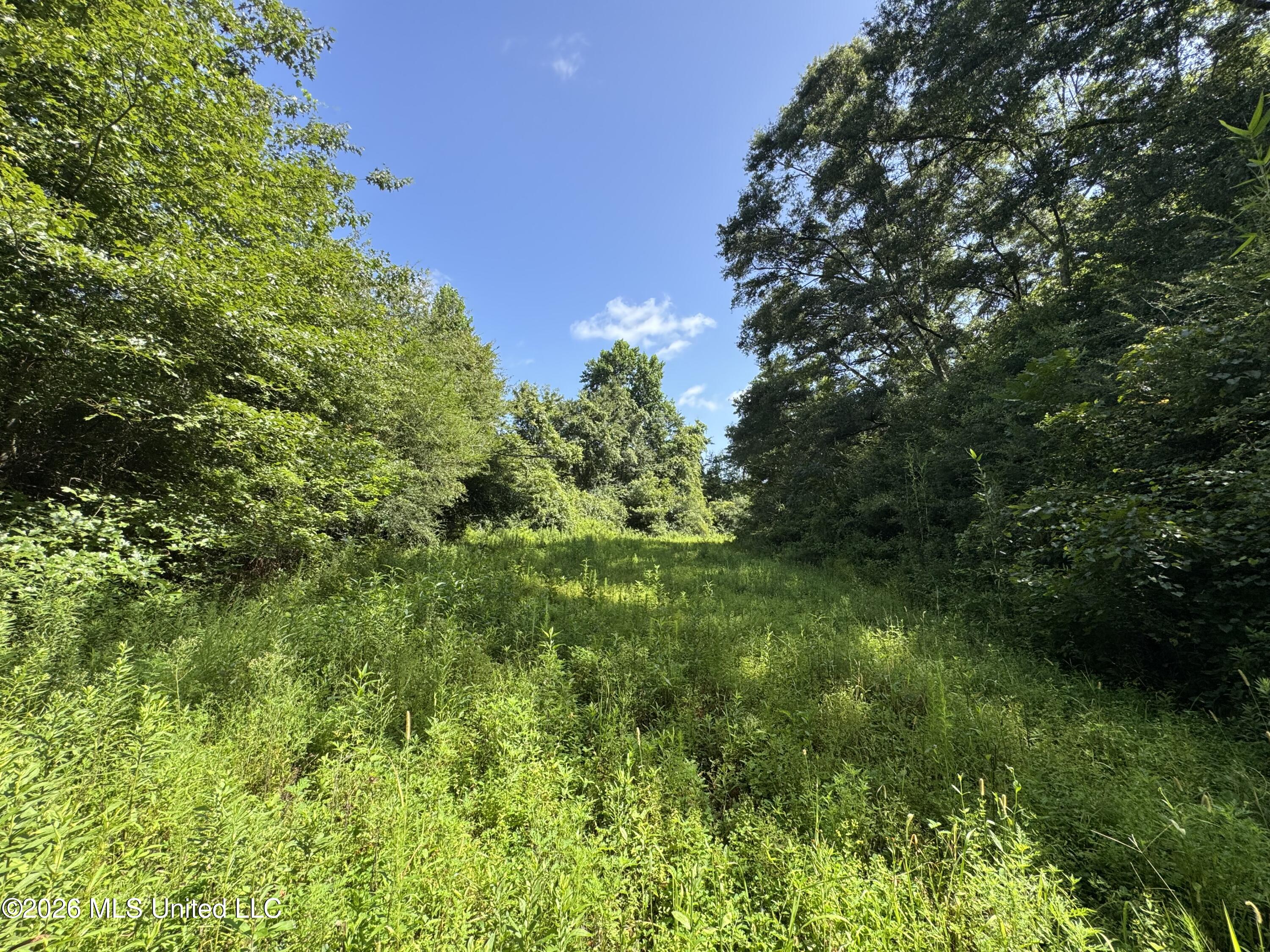 32 A Sauls Road Ruth, MS 39662 - Photo 16 of 22 Land-for-sale-Ruth-MS (15)