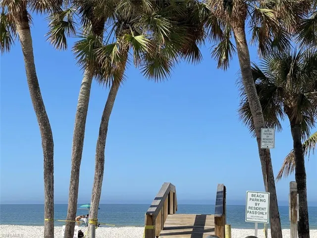 a view of a palm trees