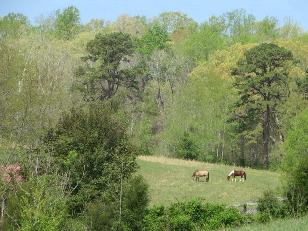 634 Paddle Creek Road Bristol, TN 37620 - Photo 3 of 14 23 Acresbring your horses