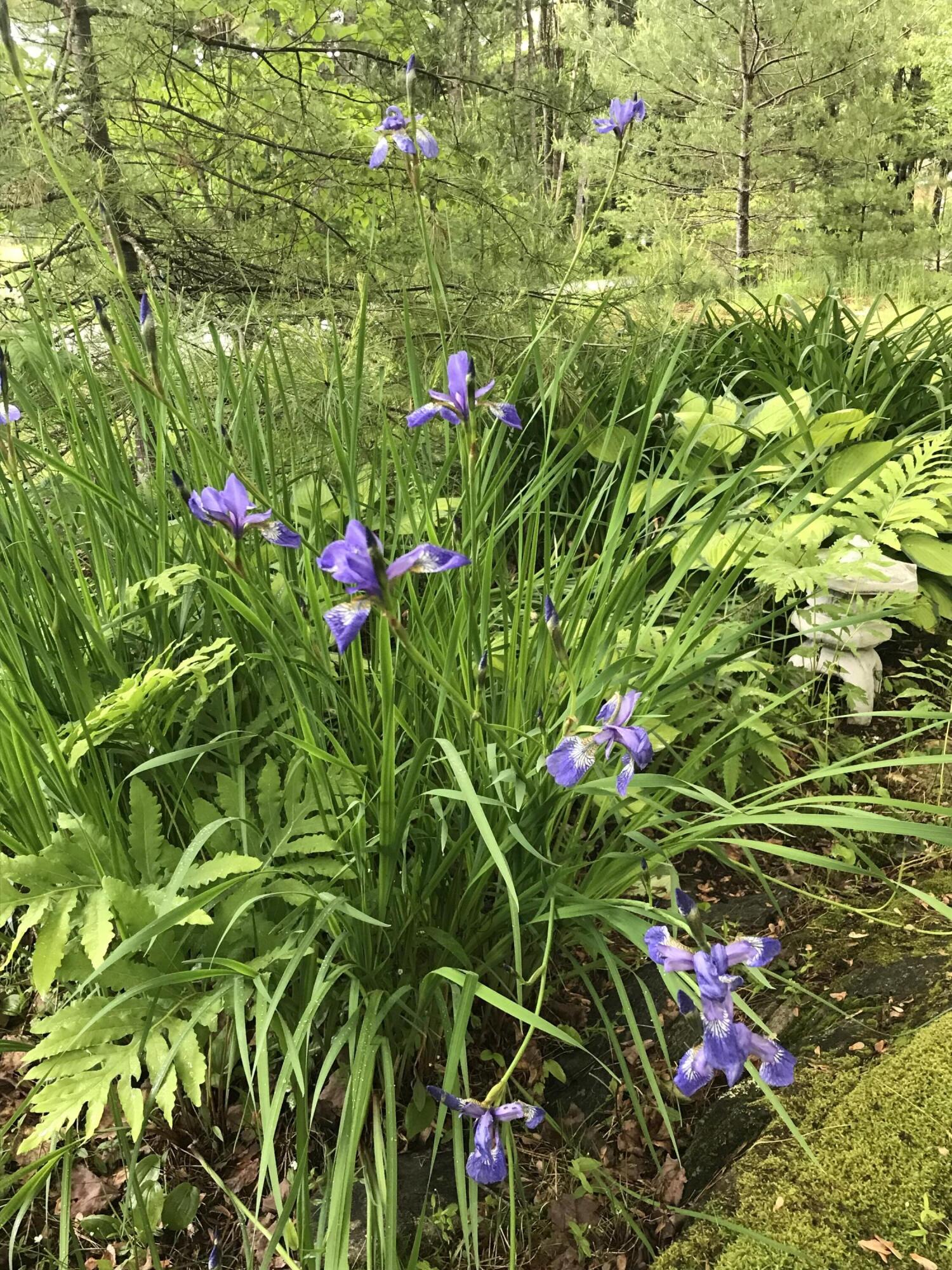 260 Coombs Road Brunswick, ME 04011 - Photo 13 of 94 IMG_1456