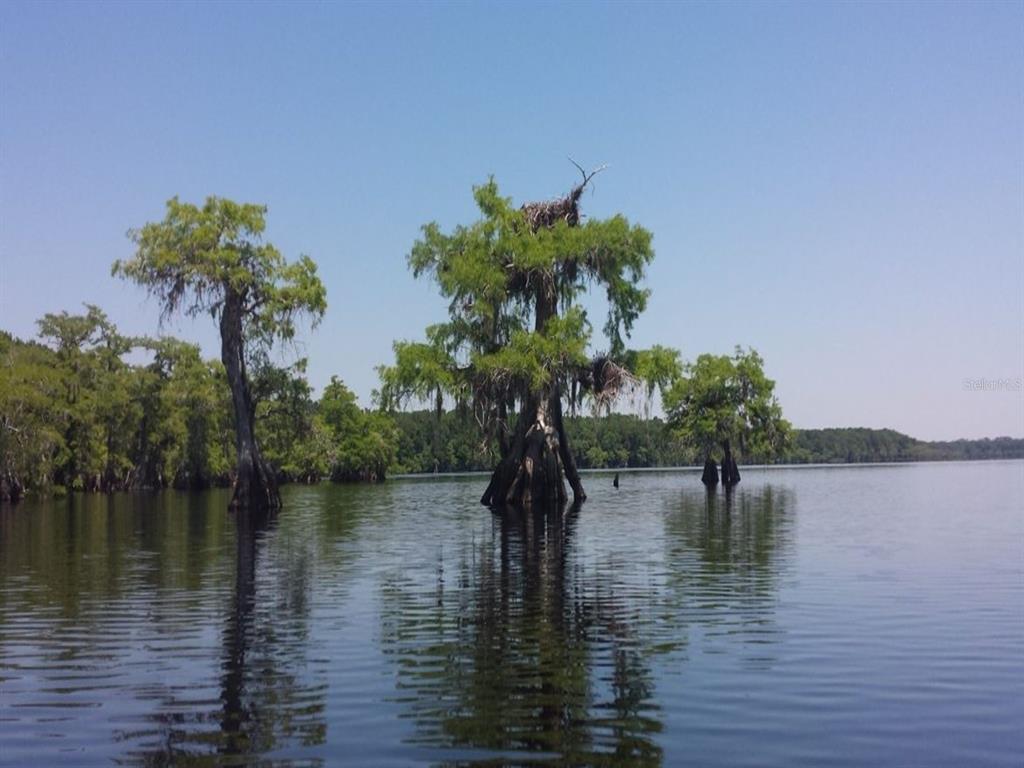 Royal Trails Road Eustis, FL 32736 - Photo 3 of 8