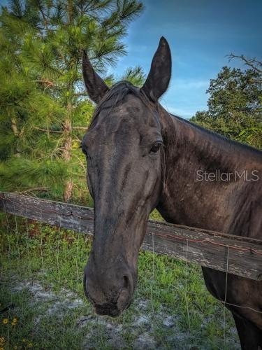 Royal Trails Road Eustis, FL 32736 - Photo 7 of 8