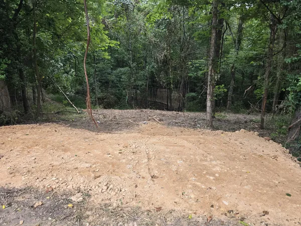 a view of a forest with trees
