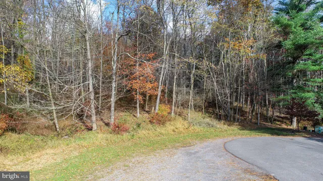 a view of yard with trees
