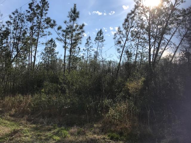 495 Timberlane Road Wewahitchka, FL 32465 - Photo 4 of 4