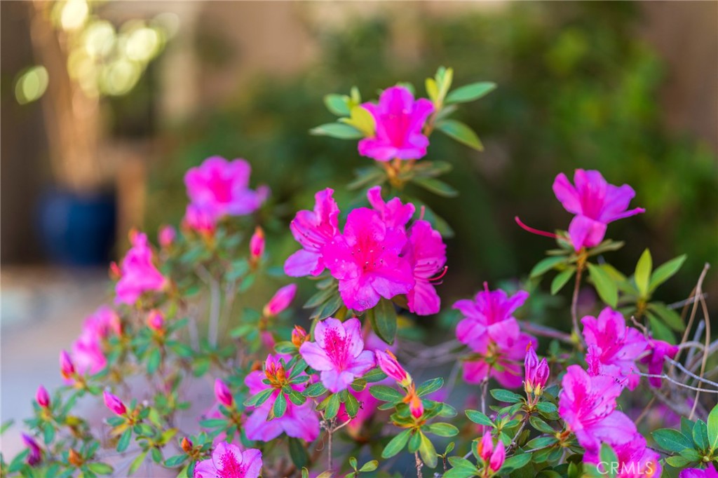 1920 Flint Rock Road Diamond Bar, CA 91765 - Photo 59 of 62 a view of a flower