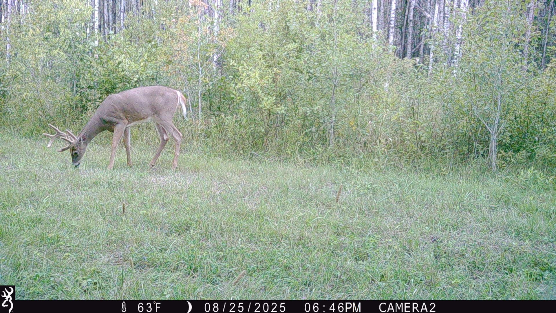 Tbd 440th Avenue Roseau, MN 56751 - Photo 73 of 80