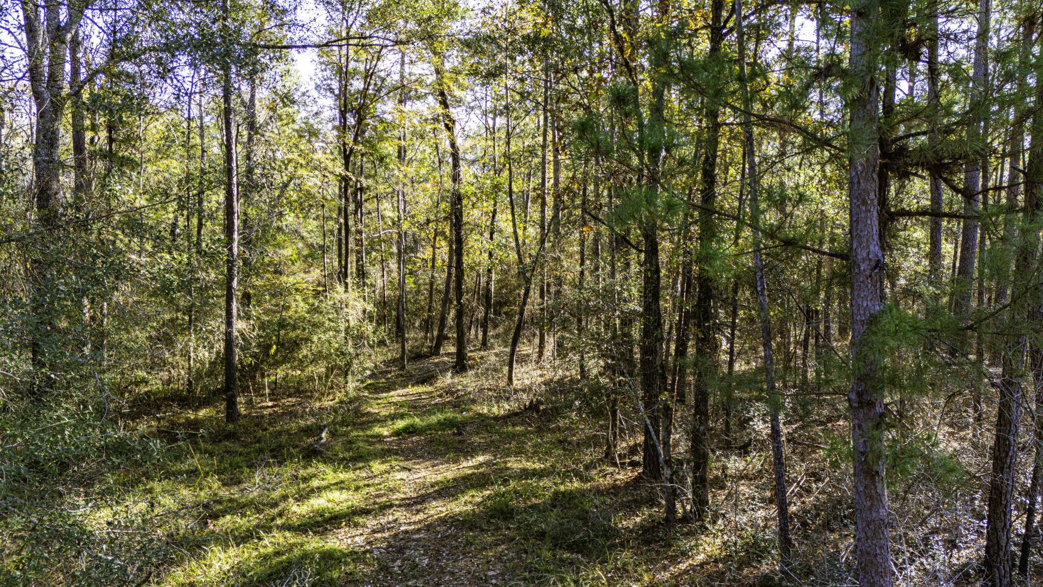 38 Sportsman Retreat Road Onalaska, TX 77360 - Photo 10 of 10 a view of a yard with large trees