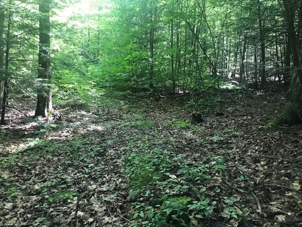0 Bray Road Shelburne Falls, MA 01370 - Photo 3 of 7 a view of outdoor space and tree