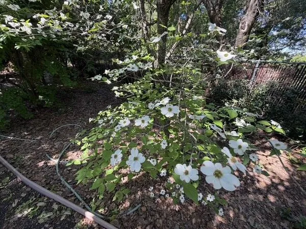 a view of a garden with a tree