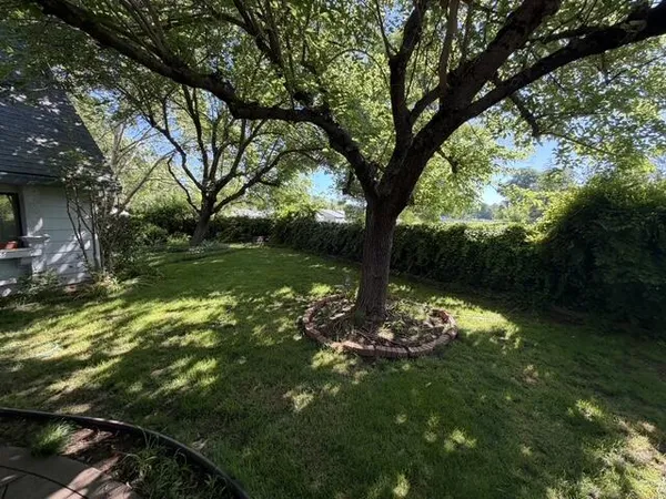 a view of a tree in a yard