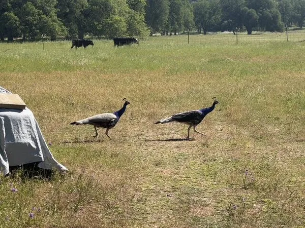 a view of swimming pool with a yard
