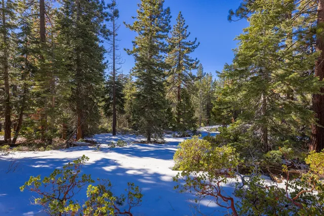 a view of a forest with trees