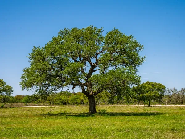 $199,000 | 1 Wine Trail Drive, Johnson City, TX 78636