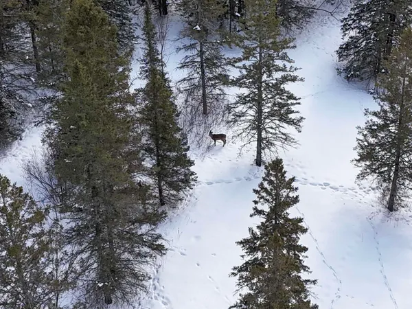 $250,000 | 89.85-acres South Pellman Loop, Maple, WI 54854