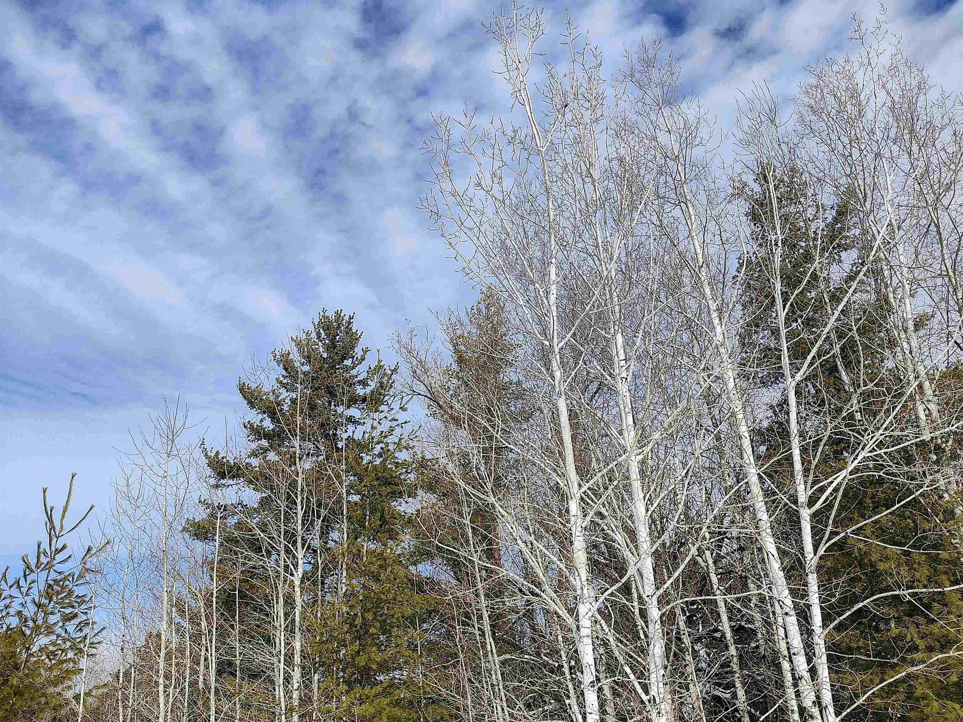 89.85-acres South Pellman Loop Maple, WI 54854 - Photo 32 of 50