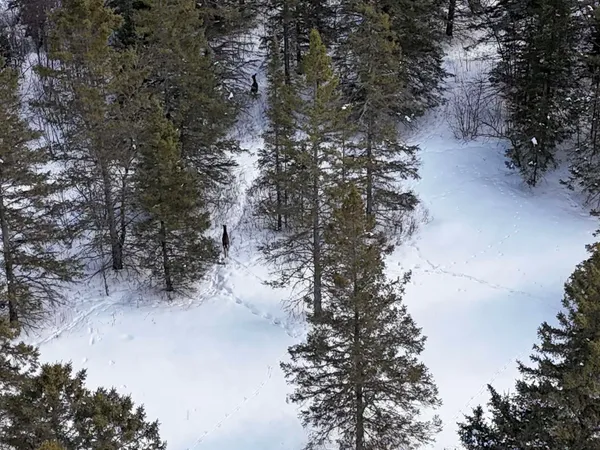 $250,000 | 89.85-acres South Pellman Loop, Maple, WI 54854