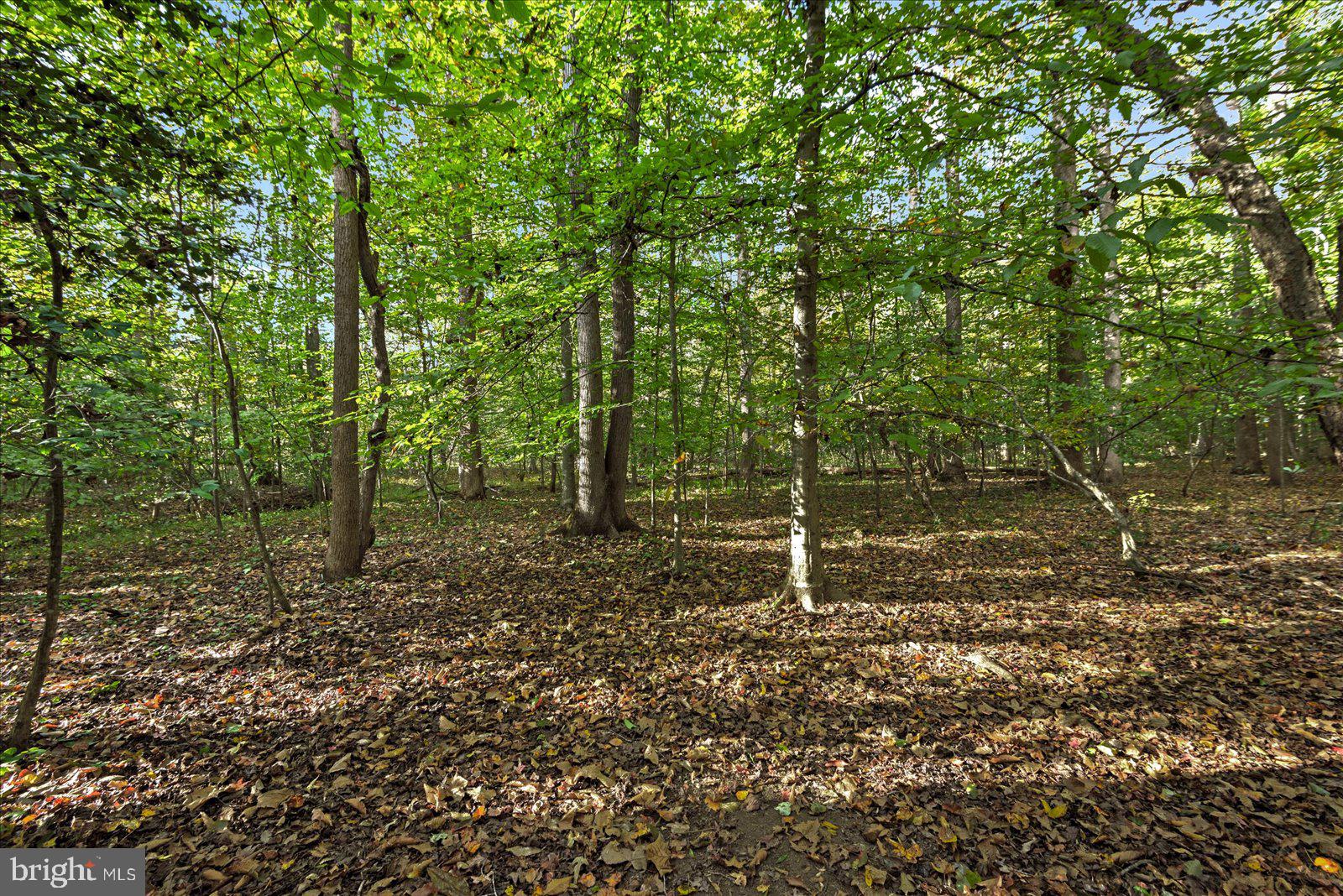 0 Holly Corner Road Fredericksburg, VA 22406 - Photo 2 of 19 a green field with lots of trees