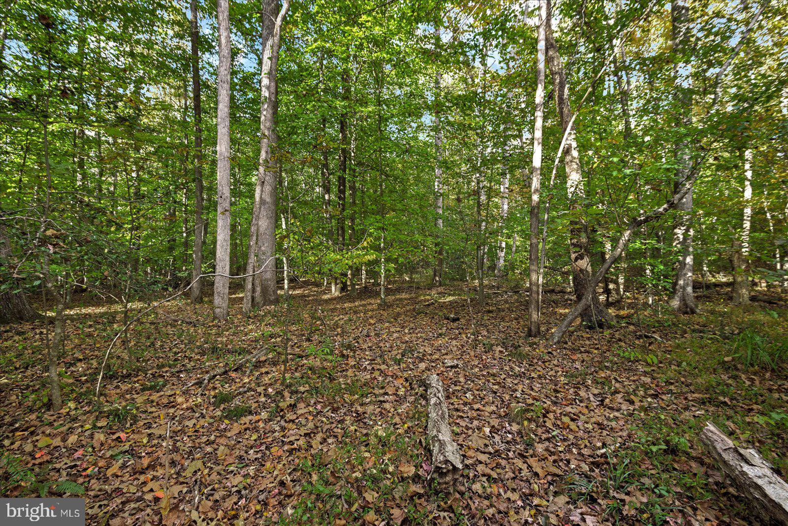 0 Holly Corner Road Fredericksburg, VA 22406 - Photo 3 of 19 a view of a forest with trees