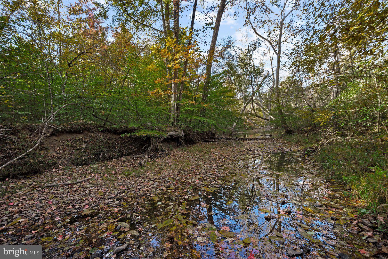 0 Holly Corner Road Fredericksburg, VA 22406 - Photo 6 of 19 a view of a yard with plants and large trees