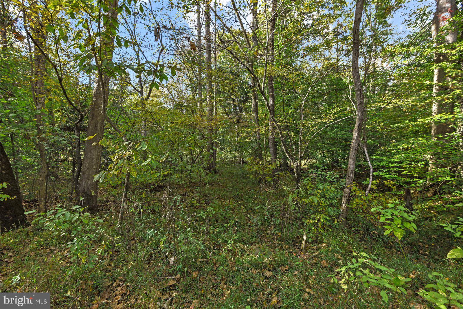 0 Holly Corner Road Fredericksburg, VA 22406 - Photo 9 of 19 a view of a lush green forest