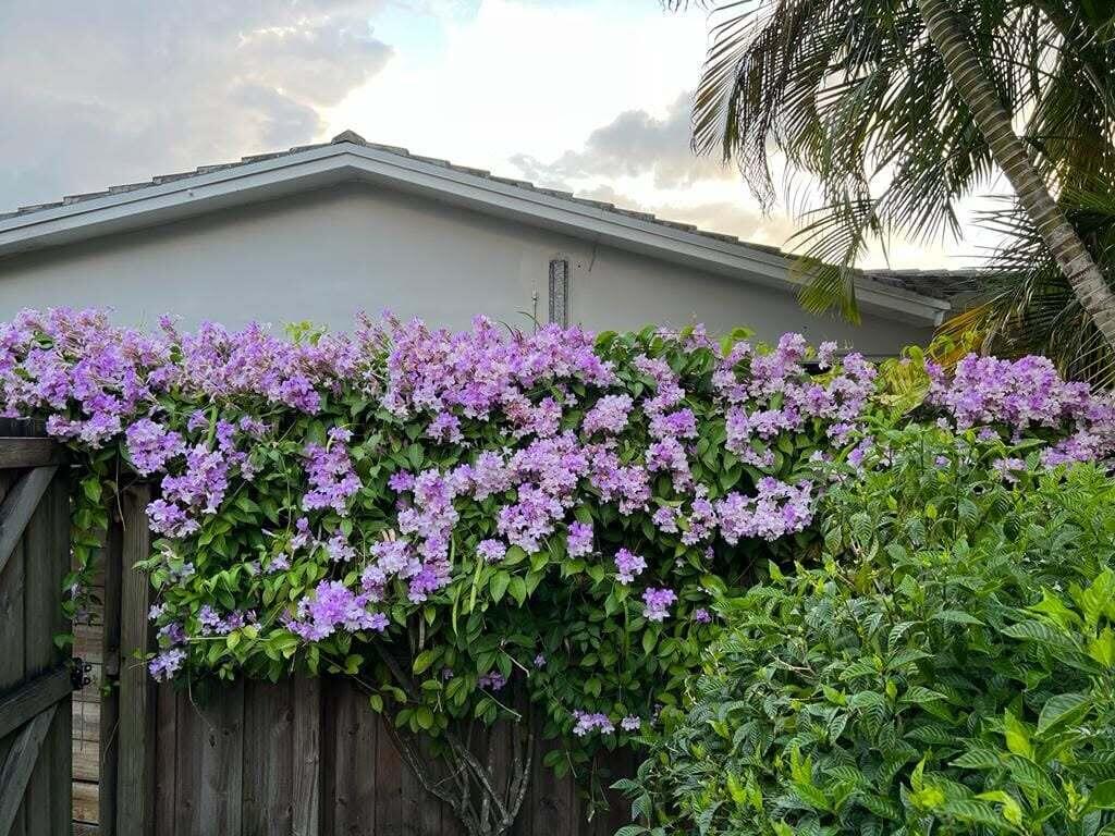 4201 Fillmore Street Hollywood, FL 33021 - Photo 24 of 27 From the Garden