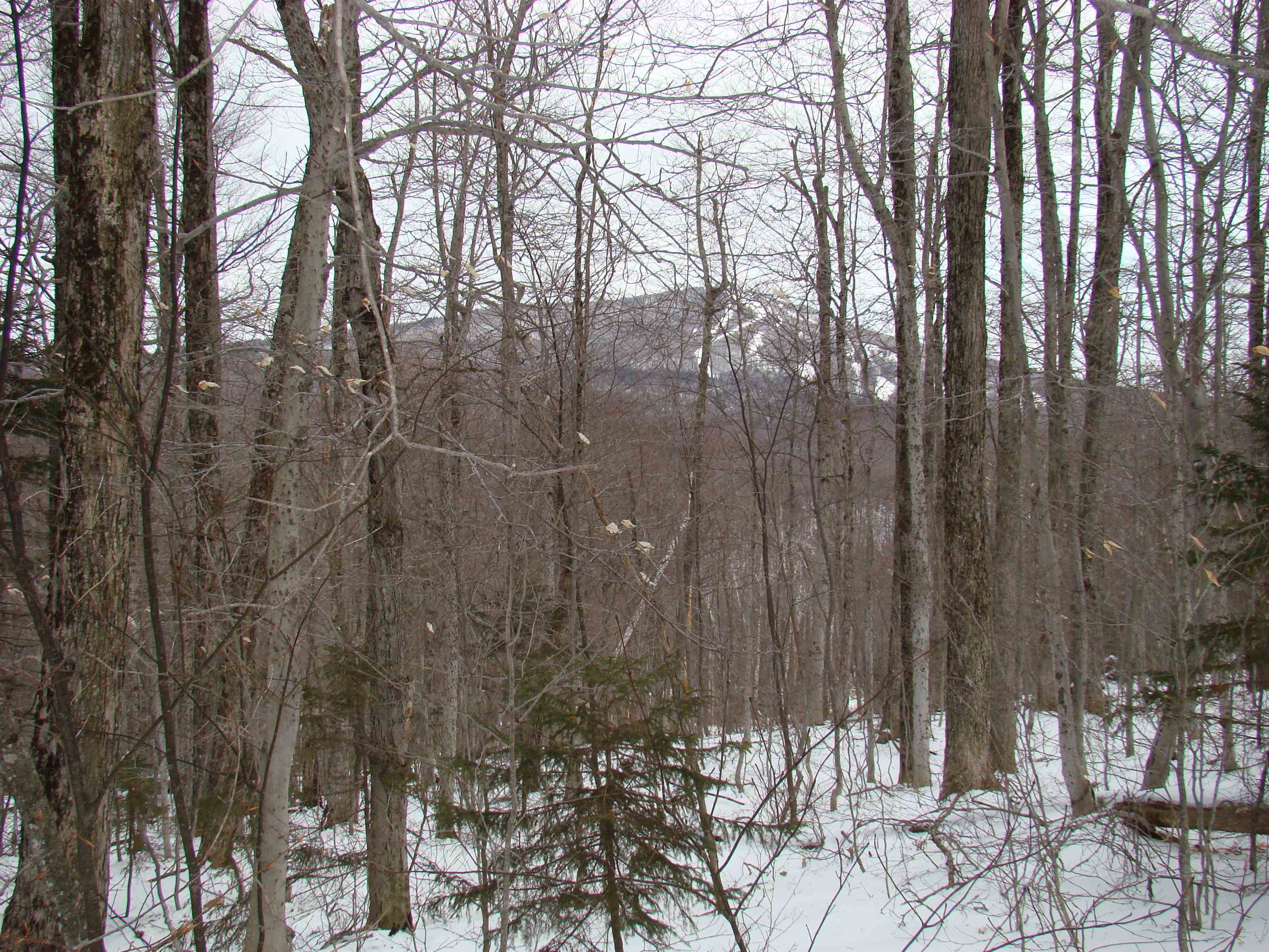1 Rogue's Ridge Road Winhall, VT 05340 - Photo 1 of 21