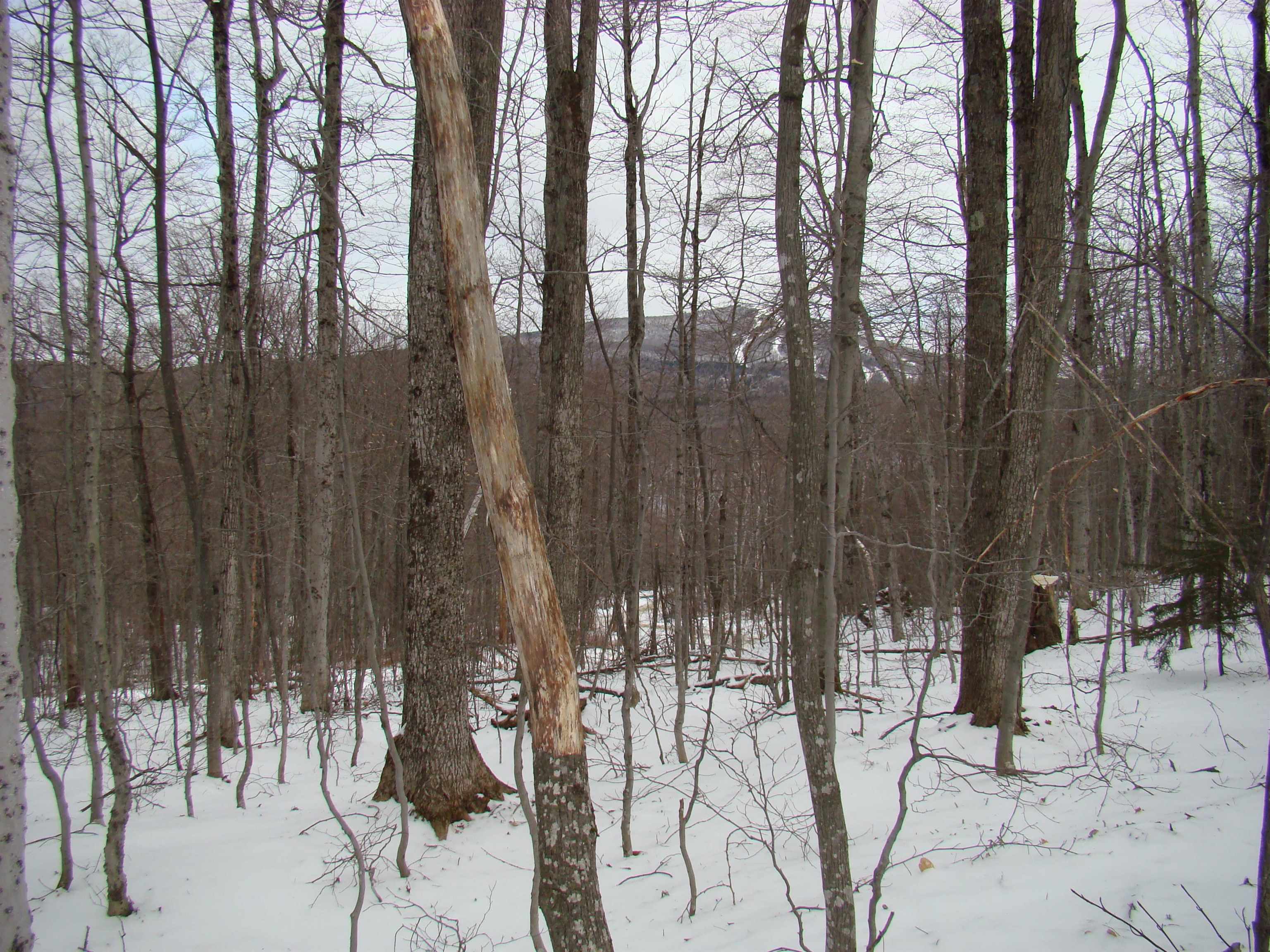 1 Rogue's Ridge Road Winhall, VT 05340 - Photo 2 of 21