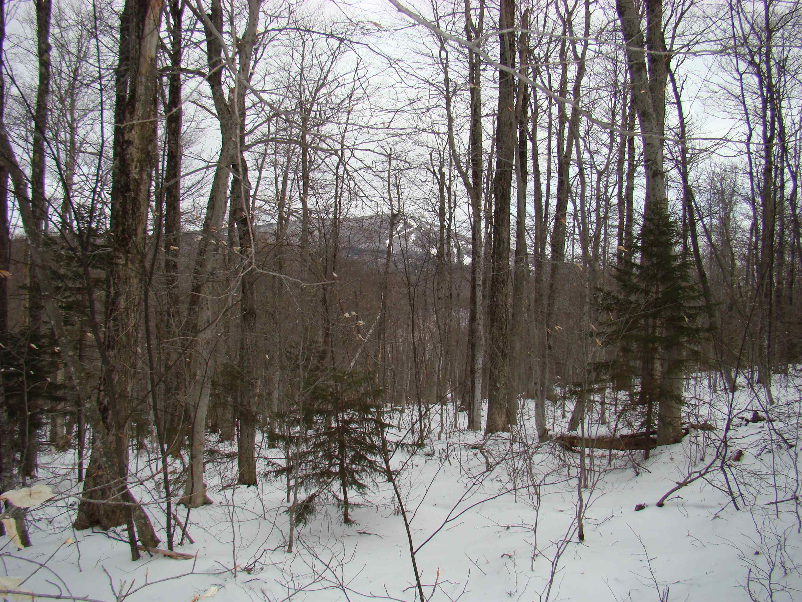 1 Rogue's Ridge Road Winhall, VT 05340 - Photo 3 of 21