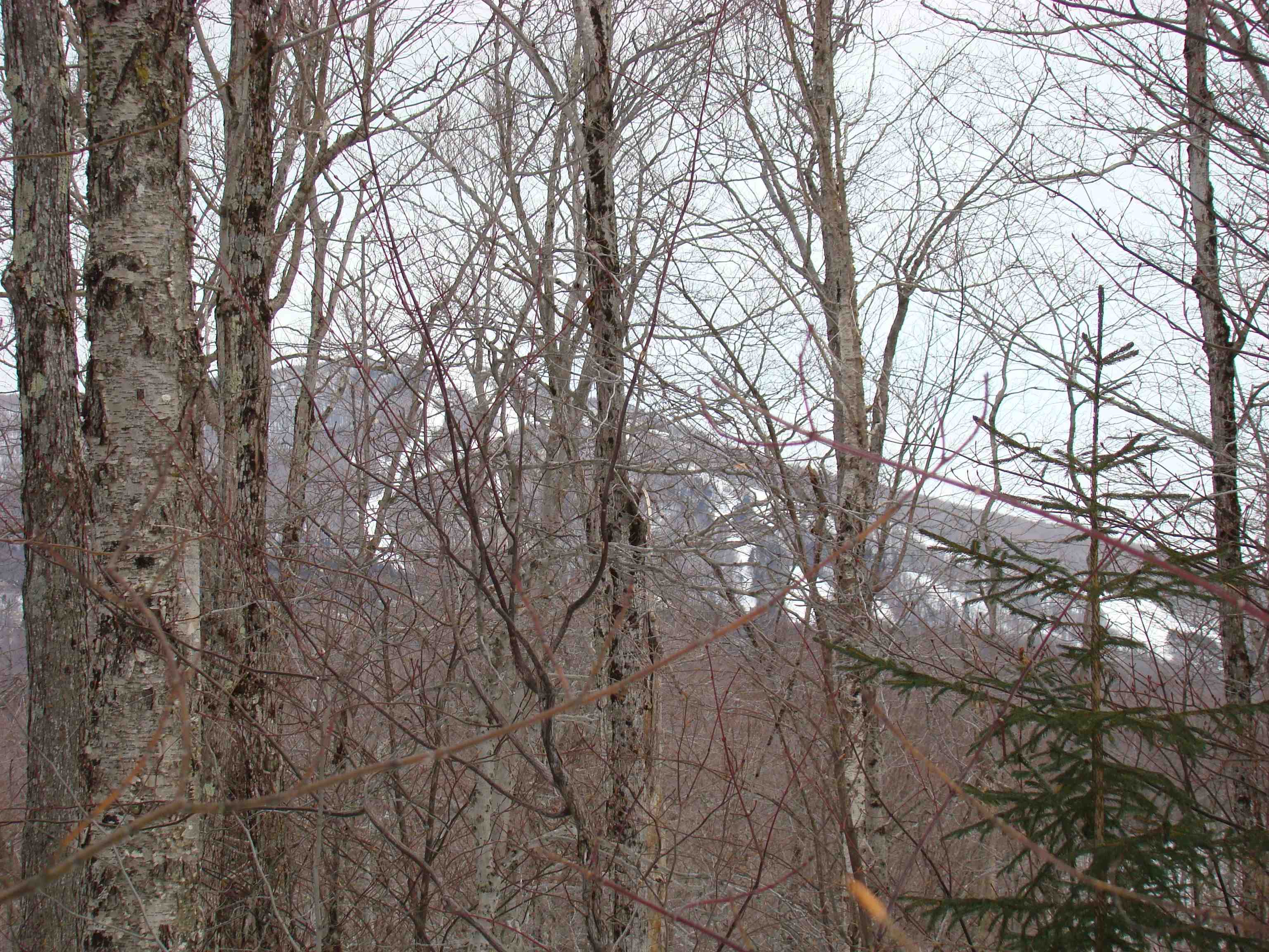 1 Rogue's Ridge Road Winhall, VT 05340 - Photo 4 of 21