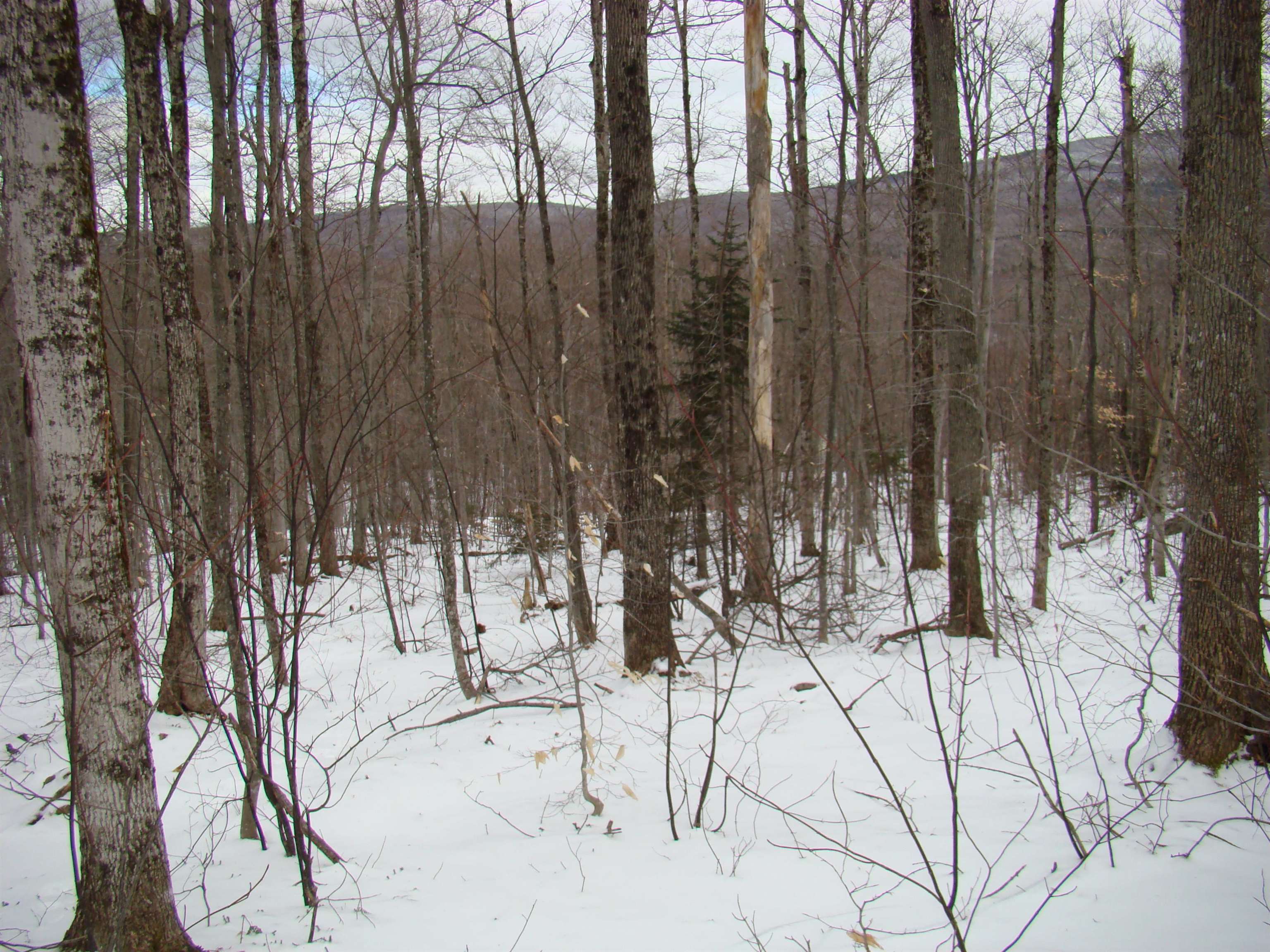 1 Rogue's Ridge Road Winhall, VT 05340 - Photo 5 of 21