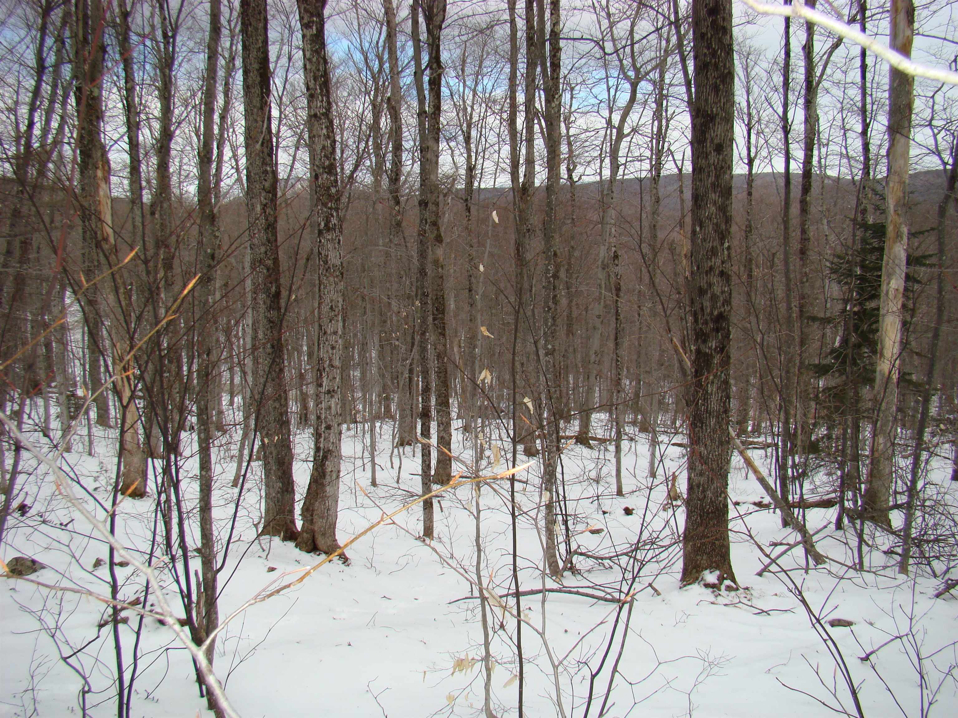 1 Rogue's Ridge Road Winhall, VT 05340 - Photo 6 of 21