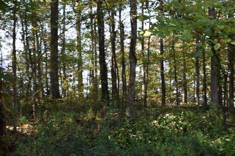 1299 Charles Road Decatur, TN 37322 - Photo 33 of 42 DSC_0017