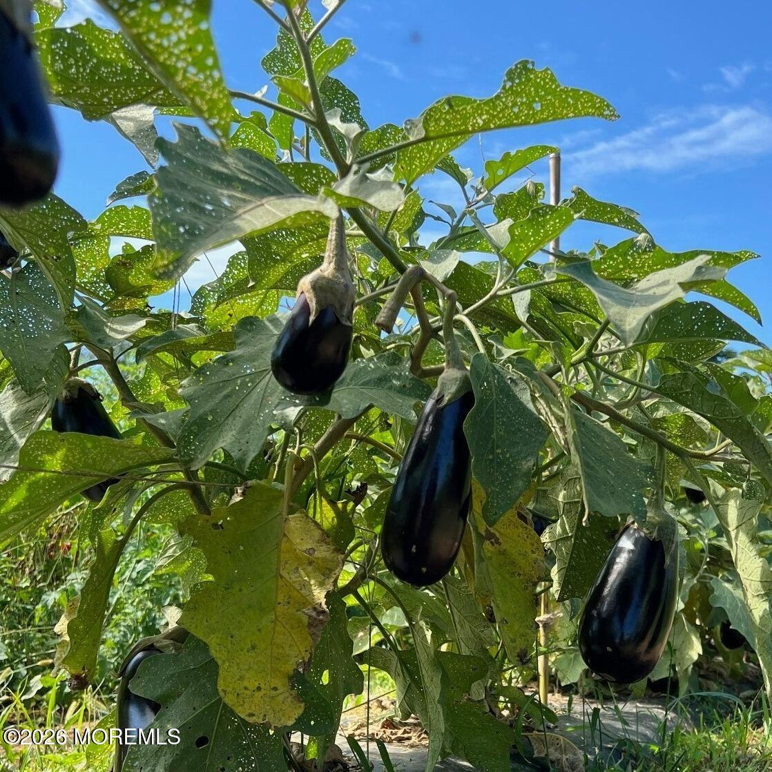 393 County Road 537 Colts Neck, NJ 07722 - Photo 25 of 41 a close up of a plant in a garden