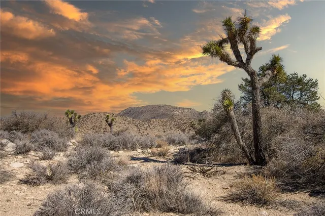 a view of a dry yard with trees
