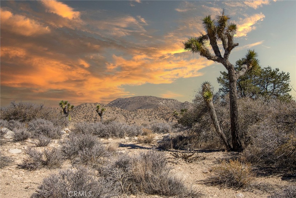 48400 Madison Road Landers, CA 92285 - Photo 1 of 21 a view of a dry yard with trees