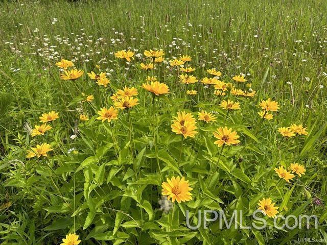3907 Nykanen Road Chatham, MI 49816 - Photo 54 of 56 Gallery Image 54