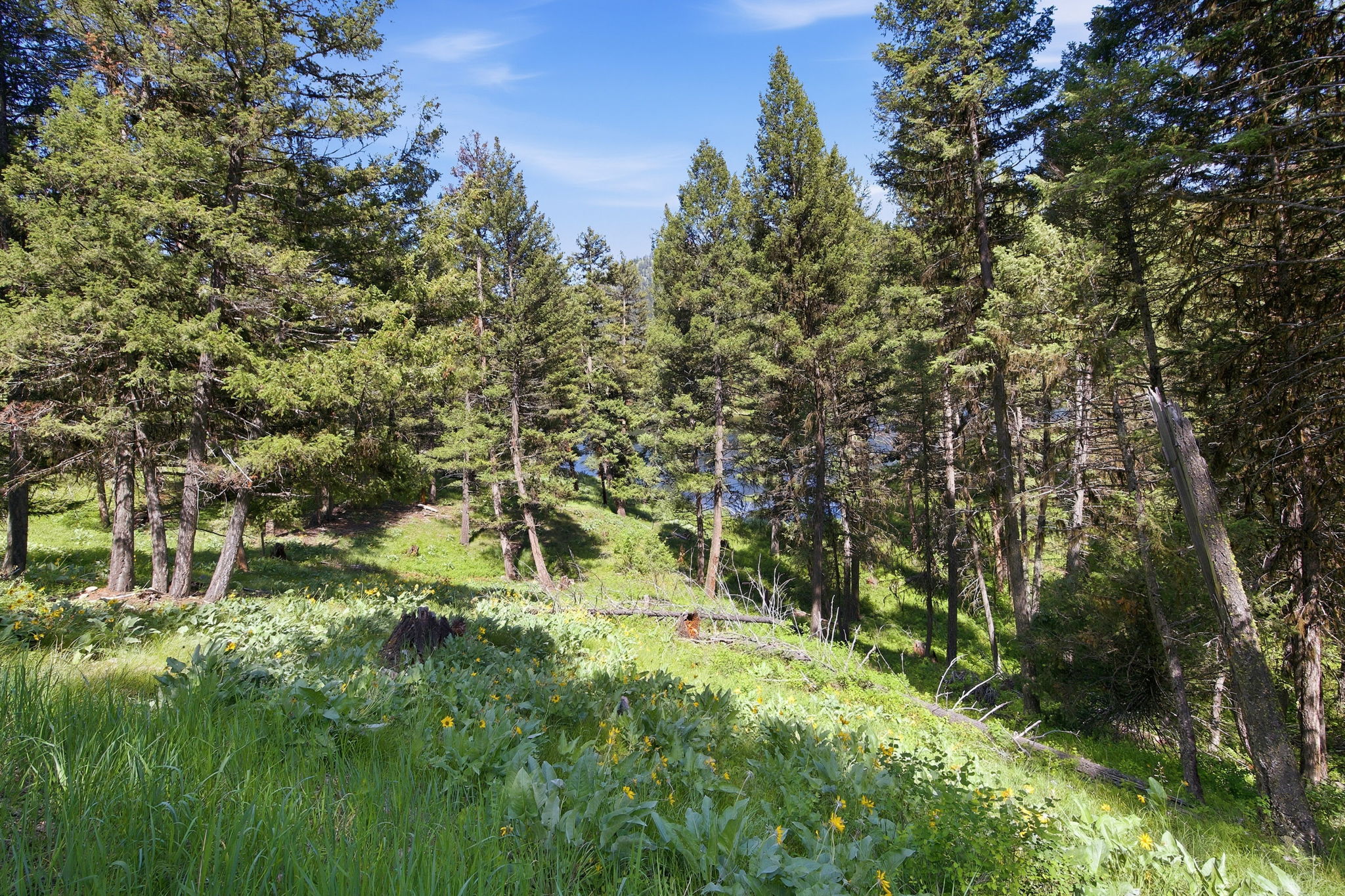 3 Big Waters Ranch Road Seeley Lake, MT 59868 - Photo 38 of 49 Gallery Image 38