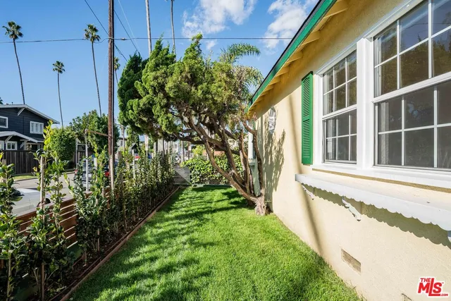 a close view of a backyard with plants