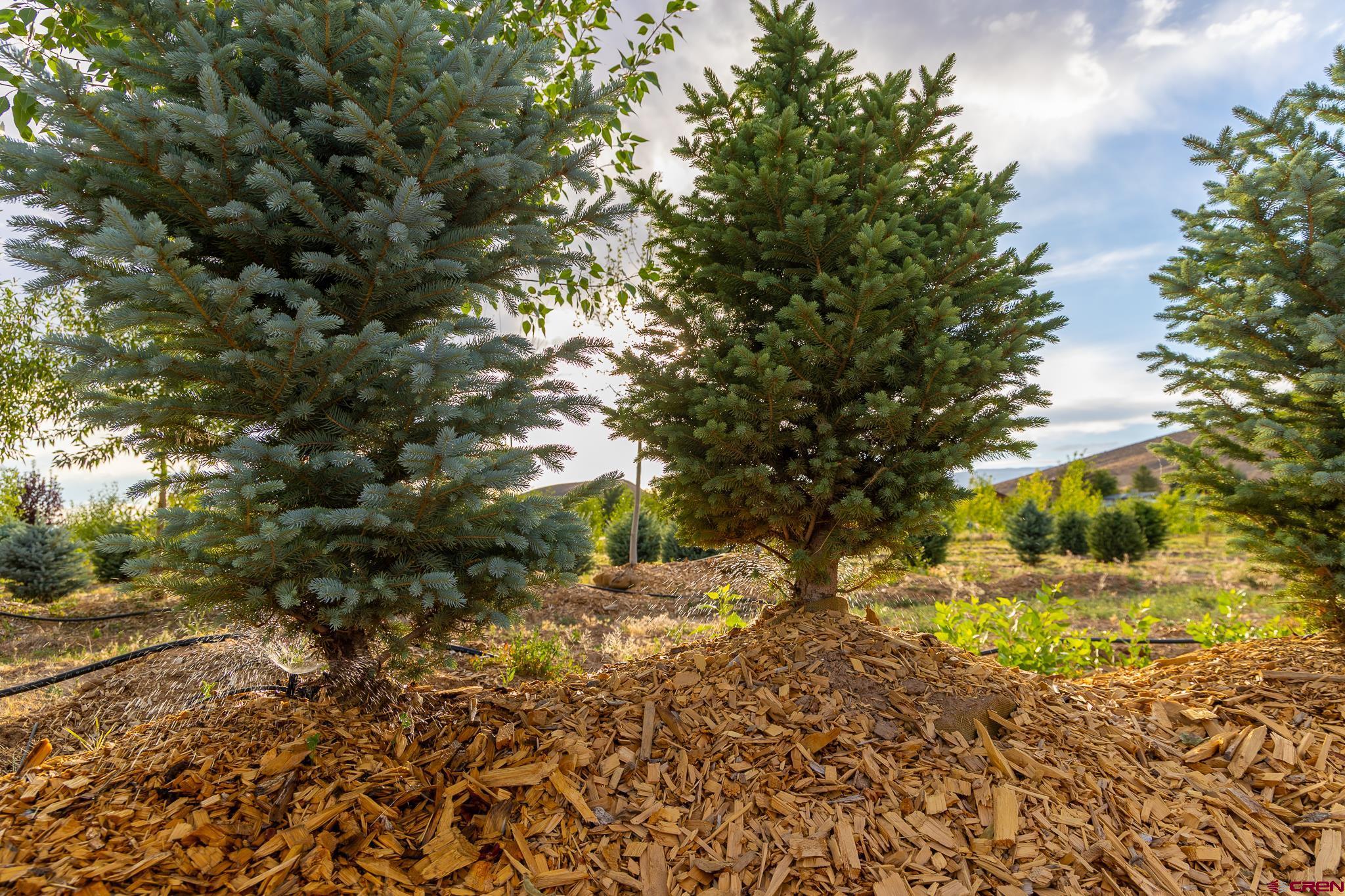 9001 2100 Road Austin, CO 81410 - Photo 13 of 45