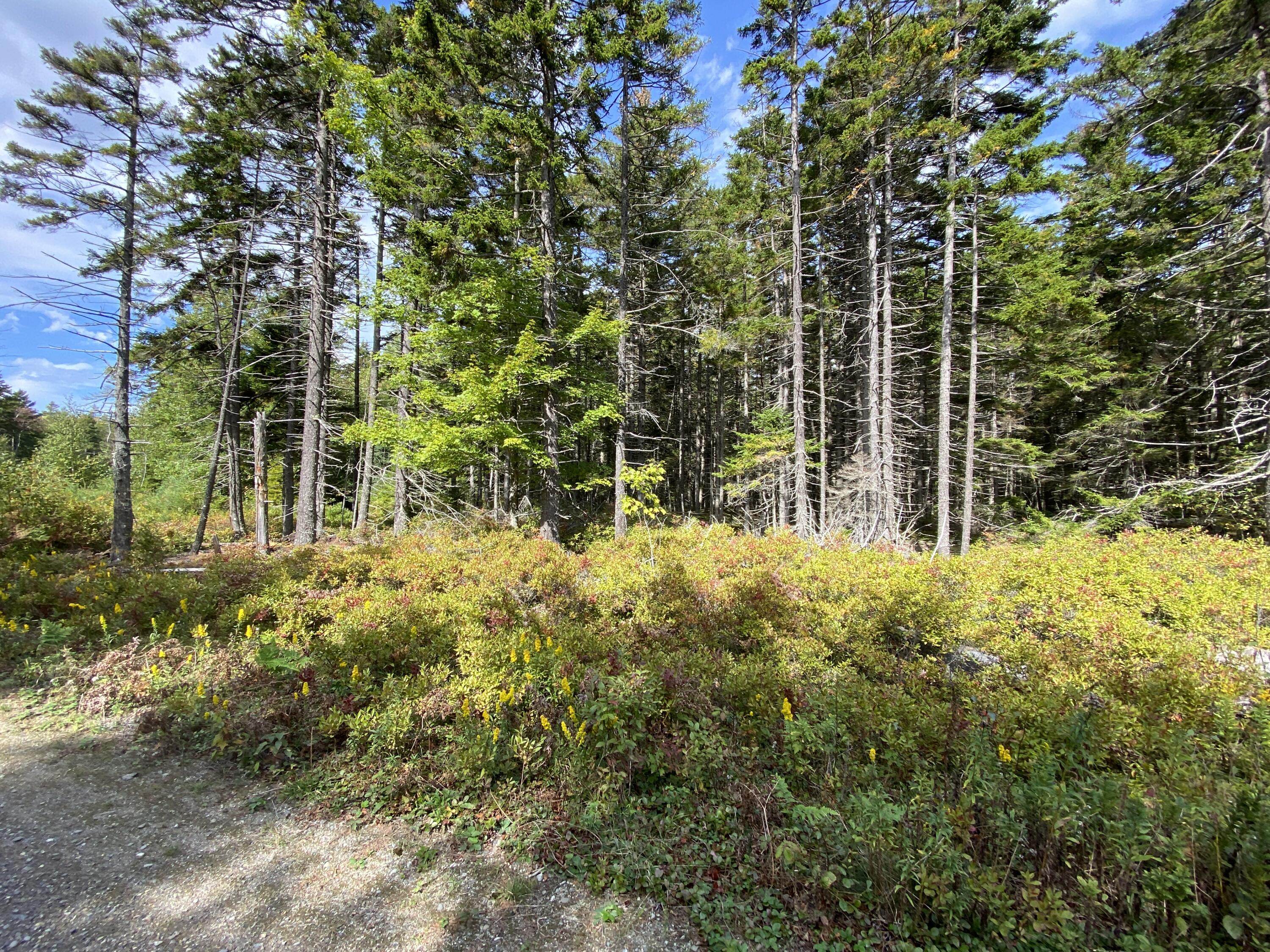 Lot 10 Waymouth Road Tenants Harbor, ME 04860 - Photo 13 of 57 IMG_4839