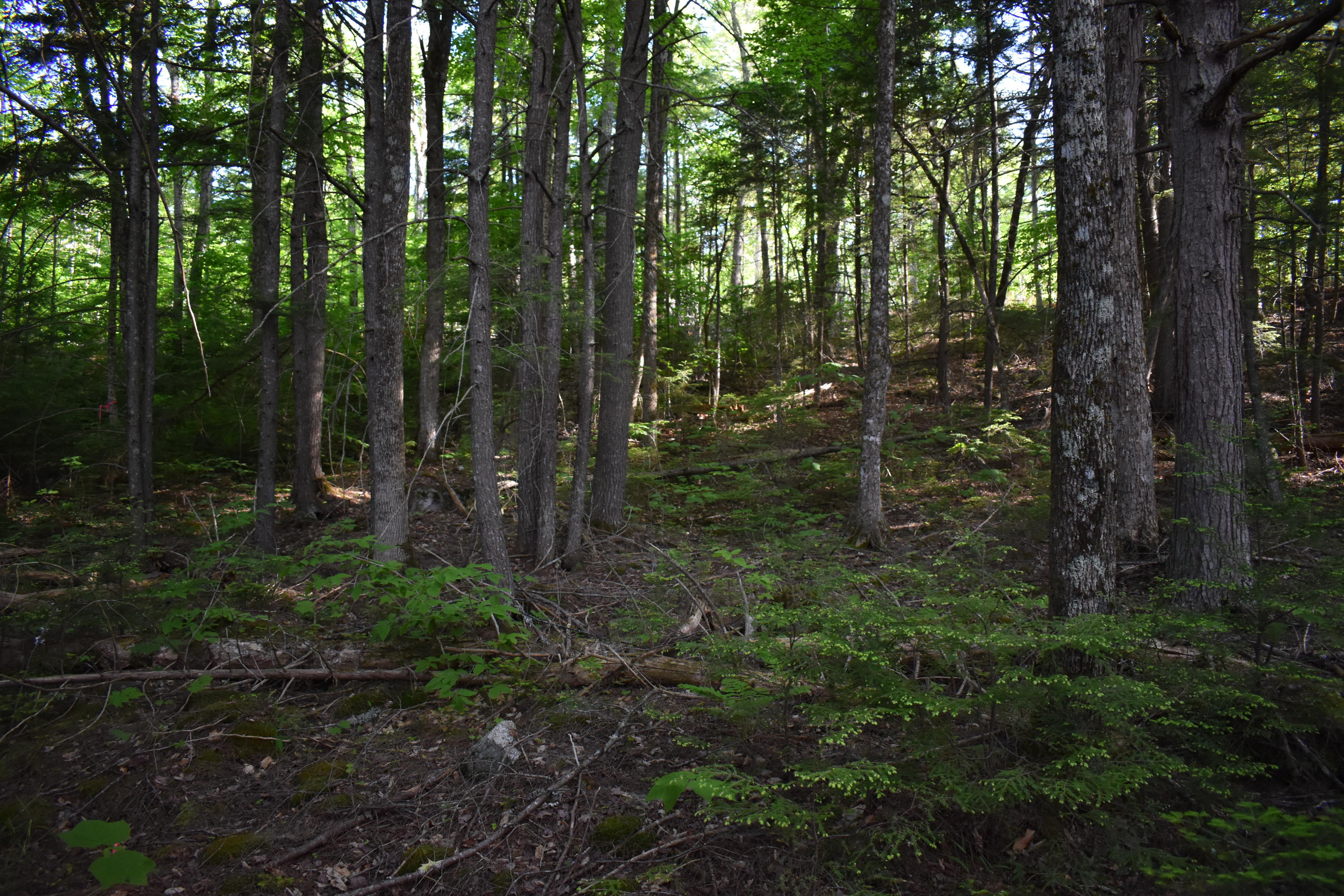 184 Dark Cove Road Weston, ME 04424 - Photo 7 of 24 DSC_0180