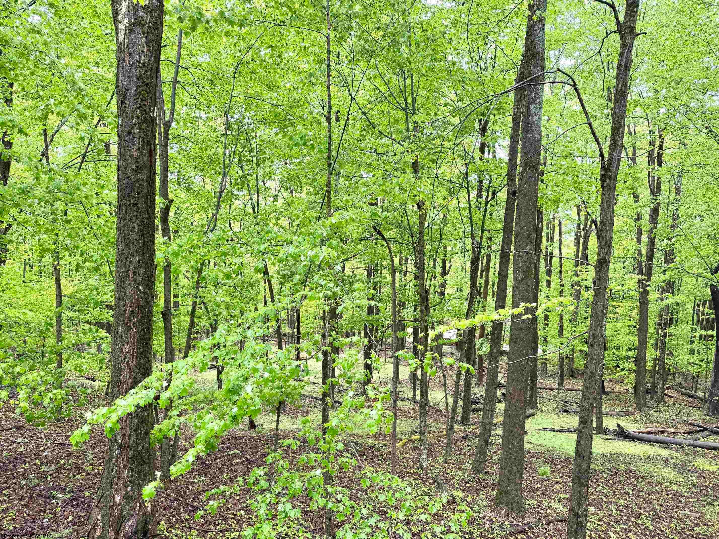 785 Ridge Road Davis, WV 26260 - Photo 30 of 31 Gallery Image 30