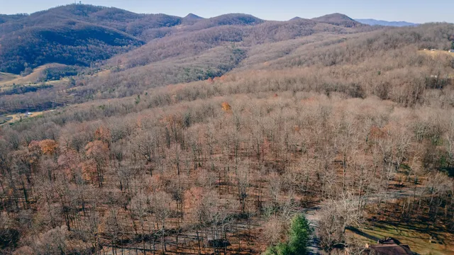 a view of a dry forest