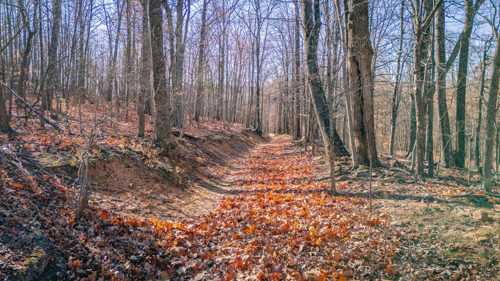 0 Bore Auger Road Blue Ridge, VA 24064 - Photo 21 of 25 a view of a backyard with trees