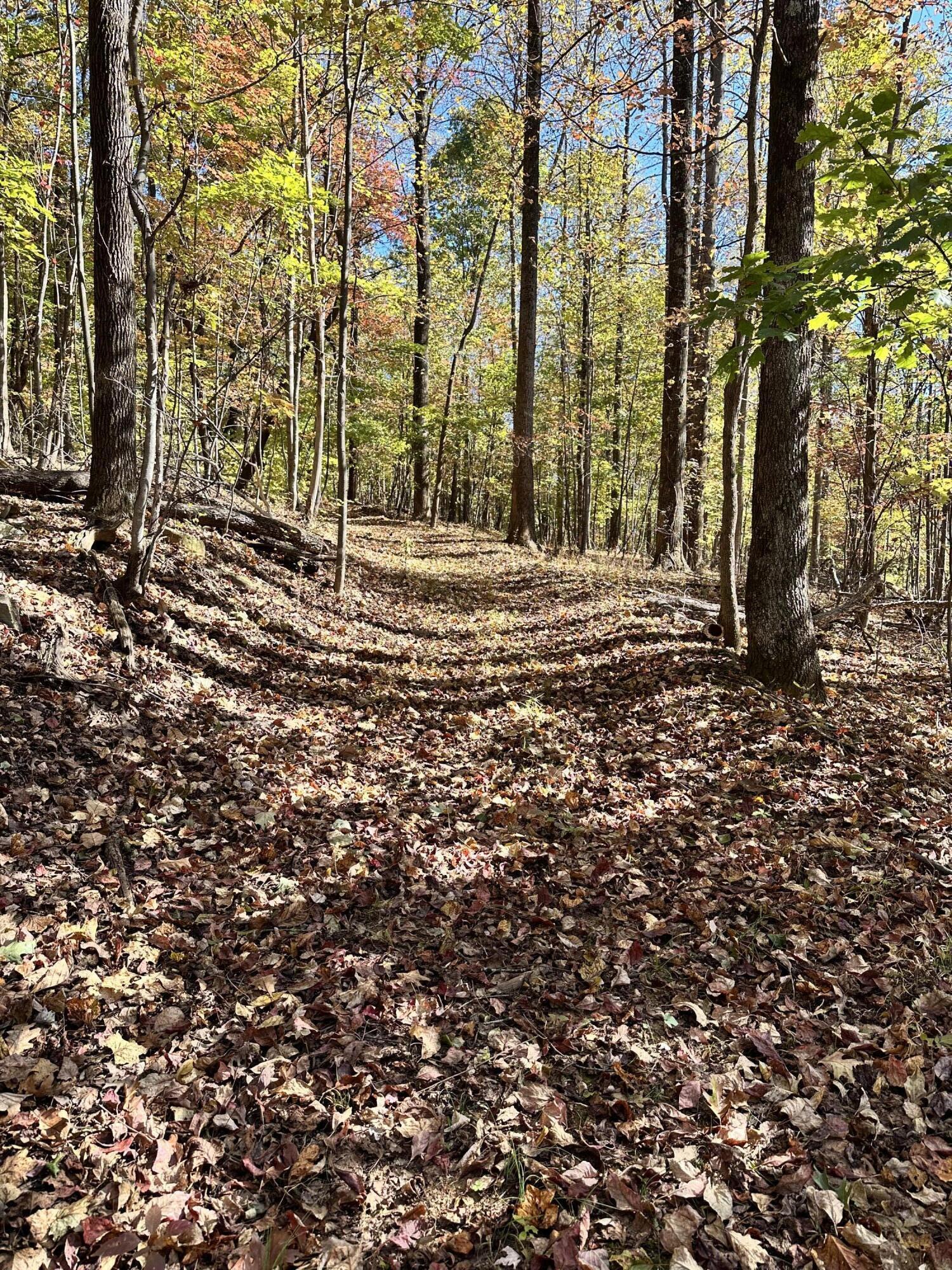 0 Bore Auger Road Blue Ridge, VA 24064 - Photo 3 of 25 a view of dirt field with trees