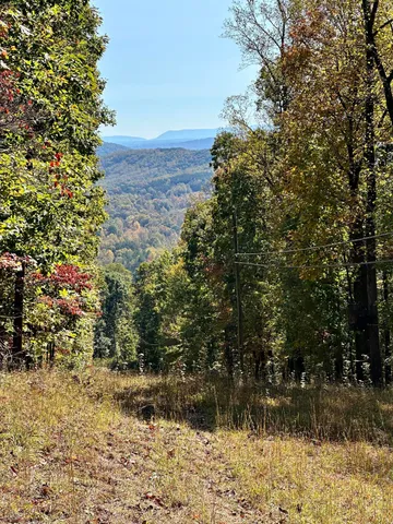 a view of a yard with plants and trees