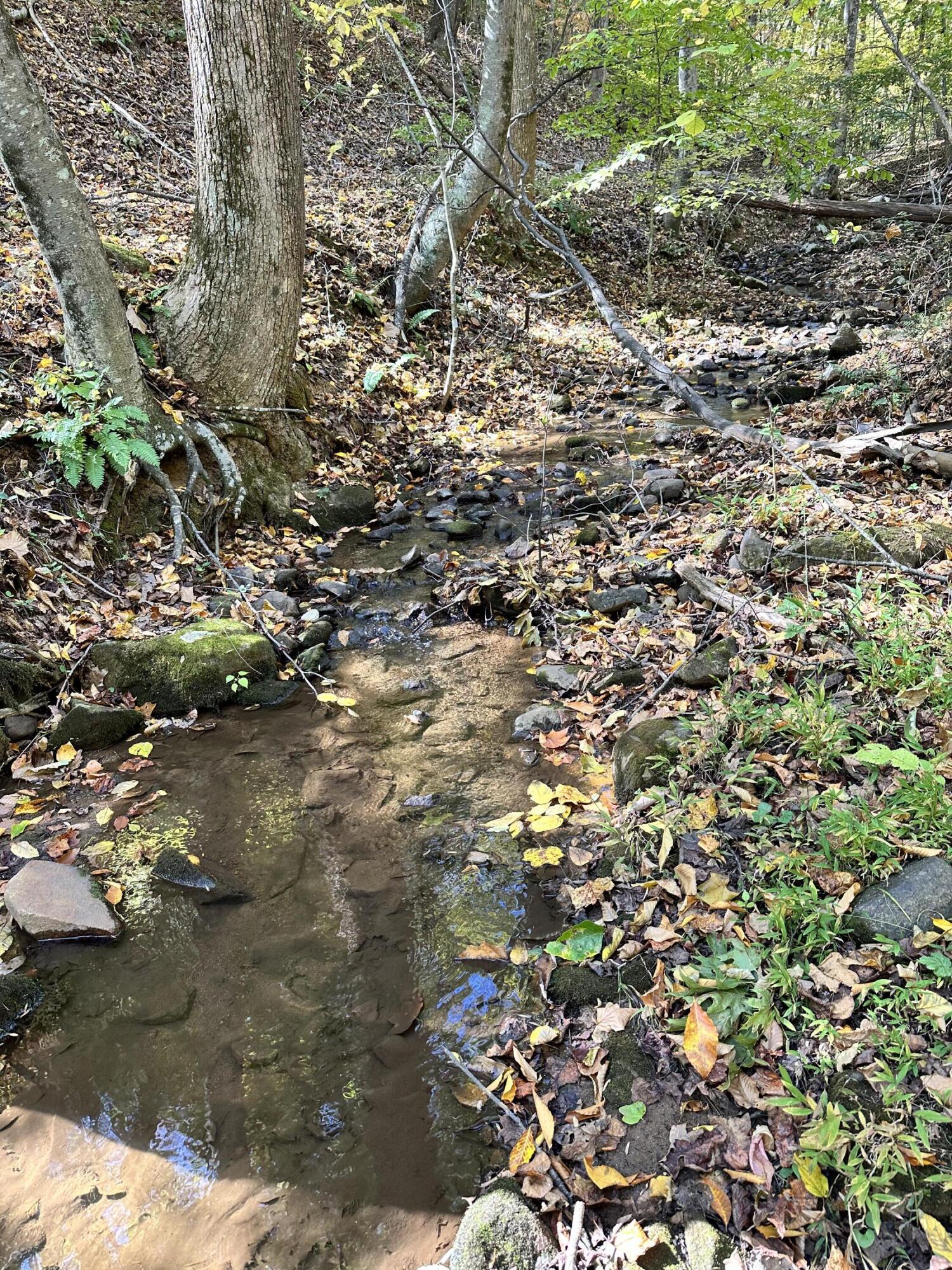 0 Bore Auger Road Blue Ridge, VA 24064 - Photo 6 of 25 a view of tree